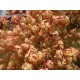 Acer palmatum Little Princess