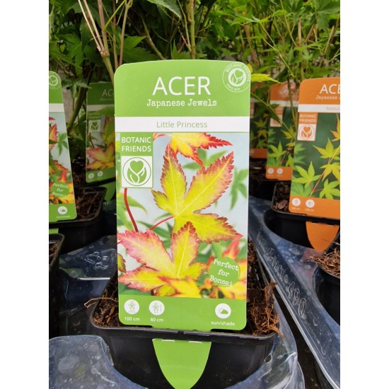 Acer palmatum Little Princess