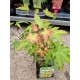 Acer palmatum Little Princess