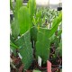Epiphyllium E25