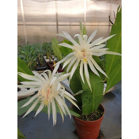 Epiphyllium E25