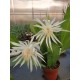 Epiphyllium E25