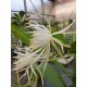 Epiphyllium E25