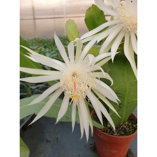 Epiphyllium E25