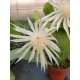 Epiphyllium E25