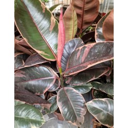 Фикус Белизе  (Ficus elastica 'Belize')