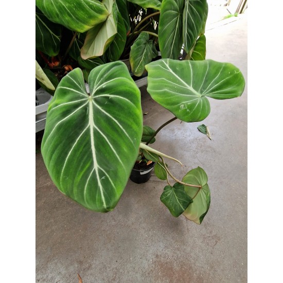 Philodendron gloriosum zebra