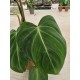 Philodendron Gloriosum