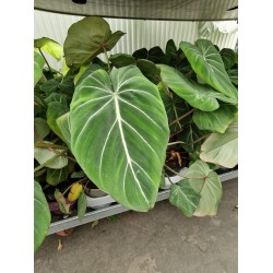 Philodendron gloriosum zebra