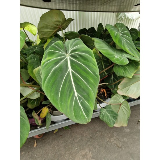 Philodendron gloriosum zebra