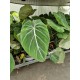 Philodendron gloriosum zebra