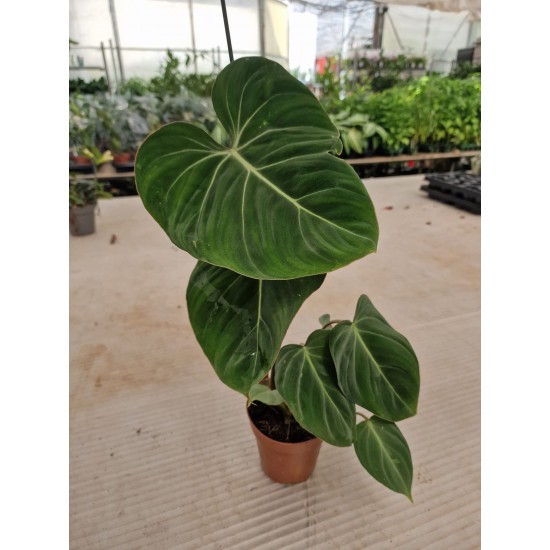 Philodendron Gloriosum