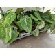 Philodendron gloriosum zebra