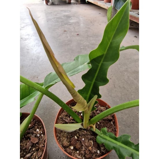 Филодендрон- Philodendron narrow escape