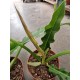 Филодендрон- Philodendron narrow escape