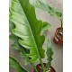 Филодендрон- Philodendron narrow escape