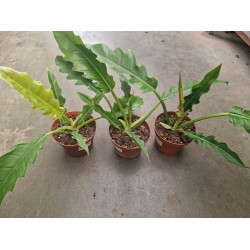 Филодендрон- Philodendron narrow escape
