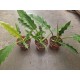 Филодендрон- Philodendron narrow escape