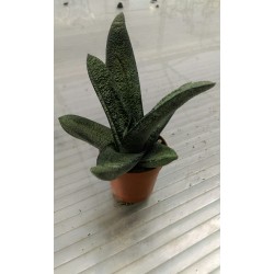 Гастерия (Gasteria) PR4976