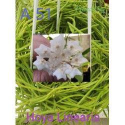 Хоя (Hoya linearis)