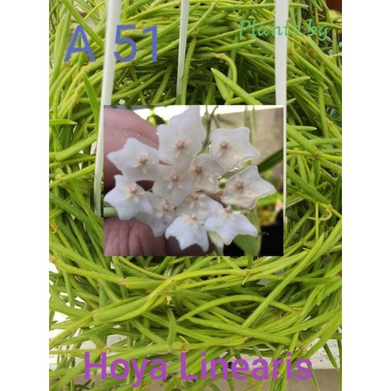 Хоя (Hoya linearis)