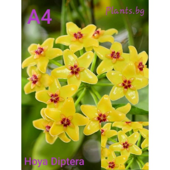 Хоя (Hoya diptera)