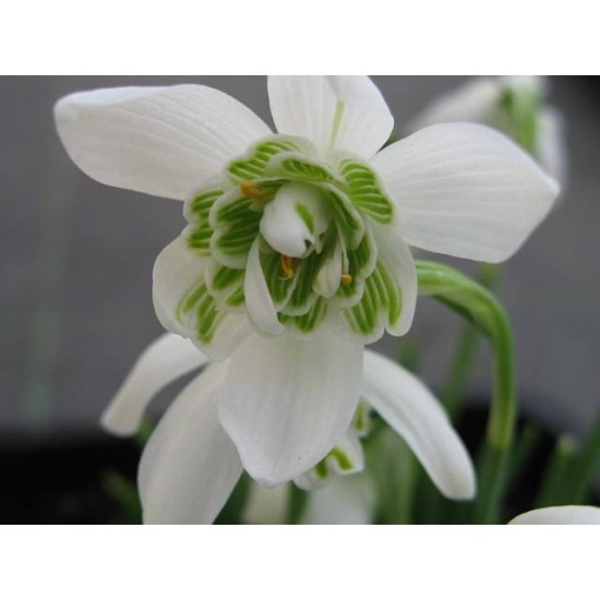 Кокиче (Galanthus Flore Pleno)