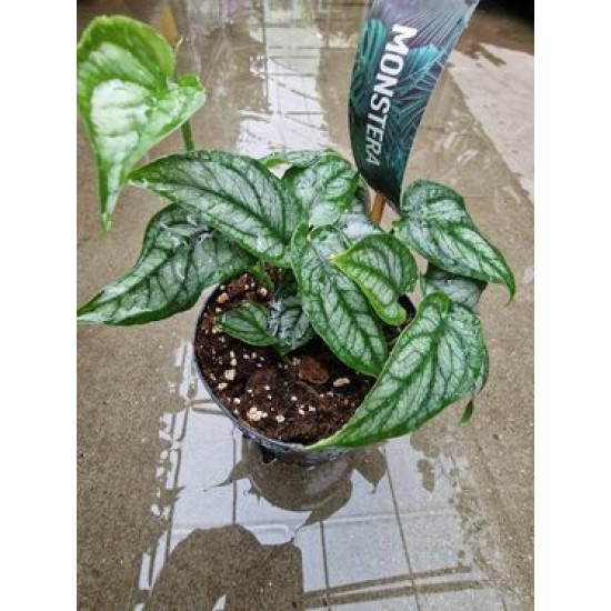 Monstera Dubia
