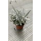 Сенецио (Senecio) PR4839
